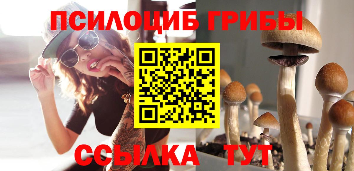 Псилоцибиновые грибы Psilocybe  Балашов 